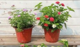 长沙一哥爆料视频大全最新,揭秘视频大全背后的惊人真相